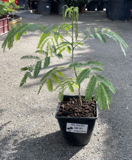 Albizia - perská akácie, cca 40 cm