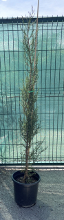 Cupressus sempervirens, cca 135 cm