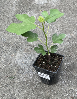 Ficus carica english brown turkey "Pálava", cca 30 cm