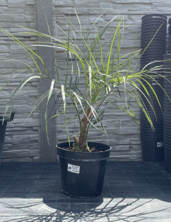 Butia odorata (capitata),  cca 80 cm 