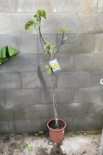 Ficus carica, cca 150 cm 