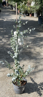 Eucalyptus gunnii, cca 70 cm