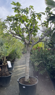 Ficus carica, cca 220 cm 