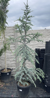 Cedr atlantica glauca, 210 cm 