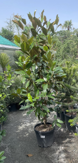 Magnolia grandiflora,  cca 200 cm