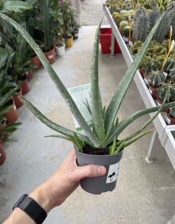 Aloe Vera