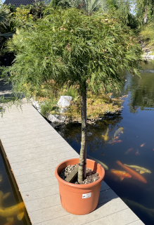 Acer palmatum, cca 130cm