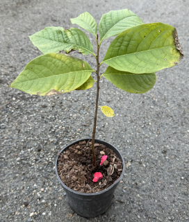 Asimina triloba PAW - PAW, semenáč cca 20-25cm